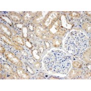 abx433297 (4 µg/ml staining of paraffin embedded Human Kidney. Steamed antigen retrieval with Tris/EDTA buffer pH 9, HRP-staining.