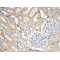 Sorting Nexin 8 (SNX8) Antibody