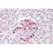 abx433299 (3.8 µg/ml staining of paraffin embedded Human Pancreas. Steamed antigen retrieval with citrate buffer pH 6, AP-staining.