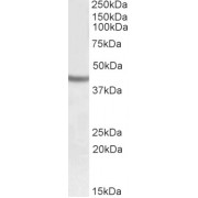 abx433306 (0.5 µg/ml) staining of Human Cerebral Cortex lysate (35 µg protein in RIPA buffer). Primary incubation was 1 hour. Detected by chemiluminescence.