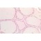 Sox9b Antibody