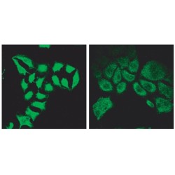 SPARTIN Antibody