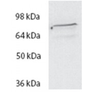 abx433315 (2 µg/ml) staining of HeLa lysate (35 µg protein in RIPA buffer). Primary incubation was 1 hour. Detected by chemiluminescence.