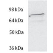 abx433315 (2 µg/ml) staining of HeLa lysate (35 µg protein in RIPA buffer). Primary incubation was 1 hour. Detected by chemiluminescence.