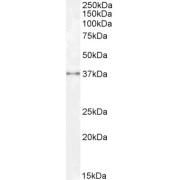 abx433319 (0.3 µg/ml) staining of Human Kidney lysate (35 µg protein in RIPA buffer). Detected by chemiluminescence.