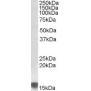 abx433320 (0.5 µg/ml) staining of Human Kidney lysate (35 µg protein in RIPA buffer). Detected by chemiluminescence.
