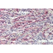 abx433322 (3.8 µg/ml staining of paraffin embedded Human Spleen. Steamed antigen retrieval with citrate buffer pH 6, AP-staining.