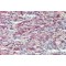 Stabilin 1 Antibody