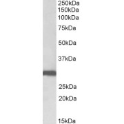 abx433329 (0.1 µg/ml) staining of Human Lung lysate (35 µg protein in RIPA buffer). Primary incubation was 1 hour. Detected by chemiluminescence.