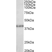 abx433331 (1 µg/ml) staining of Rat Kidney lysate (35 µg protein in RIPA buffer). Detected by chemiluminescence.