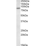 abx433342 (1 µg/ml) staining of MCF7 lysate (35 µg protein in RIPA buffer). Primary incubation was 1 hour. Detected by chemiluminescence.