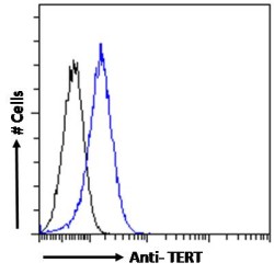 Telomerase Reverse Transcriptase (TERT) Antibody