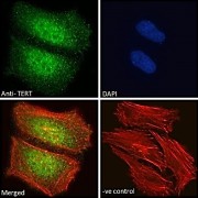 Immunofluorescence analysis of paraformaldehyde fixed HeLa cells, permeabilized with 0.15% Triton. Primary incubation 1hr (10 µg/ml) followed by AF488 secondary antibody (2 µg/ml), showing nuclear and cytoplasmic staining. Actin filaments were stained with phalloidin (red) and the nuclear stain is DAPI (blue). Negative control: Unimmunized goat IgG (10 µg/ml) followed by AF488 secondary antibody (2 µg/ml).