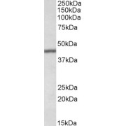 abx433357 (0.1 µg/ml) staining of Human Lung lysate (35 µg protein in RIPA buffer). Detected by chemiluminescence.
