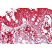 abx433358 (5 µg/ml staining of paraffin embedded Human Colon. Steamed antigen retrieval with citrate buffer pH 6, AP-staining.