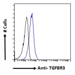Transforming Growth Factor Beta Receptor 3 (TGFBR3) Antibody