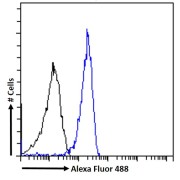 Flow cytometry analysis of A549 cells (blue) using Protein-Glutamine Gamma-Glutamyltransferase 2 (TGM2) Antibody (10 µg/ml) with a secondary antibody conjugated to AF488 (1 µg/ml). Non-specific Goat IgG antibody with a secondary antibody conjugated to AF488 (black) was used as a negative control.