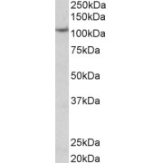 abx433374 (0.1 µg/ml) staining of Thyroid Gland lysate (35 µg protein in RIPA buffer). Primary incubation was 1 hour. Detected by chemiluminescence.