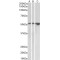 T-Cell Immunoglobulin Mucin Receptor 1 (TIM-1) Antibody