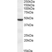 abx433385 (1 µg/ml) staining of HEK293 lysate (35 µg protein in RIPA buffer). Primary incubation was 1 hour. Detected by chemiluminescence.