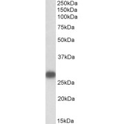 abx433389 (1 µg/ml) staining of Human Heart lysate (35 µg protein in RIPA buffer). Primary incubation was 1 hour. Detected by chemiluminescence.