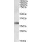 Trem-Like Transcript 1 Protein (TREML1) Antibody