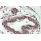TREX2 Antibody