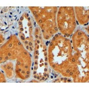 abx433406 (4 µg/ml staining of paraffin embedded Human Kidney. Steamed antigen retrieval with citrate buffer pH 6, HRP-staining.