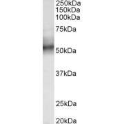 abx433407 (0.3 µg/ml) staining of Human Spleen lysate (35 µg protein in RIPA buffer). Detected by chemiluminescence.