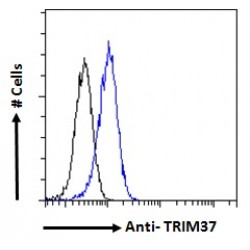 E3 Ubiquitin-Protein Ligase TRIM37 (TRIM37) Antibody