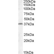 abx433416 (0.1 µg/ml) staining of Mouse Testis lysate (35 µg protein in RIPA buffer). Primary incubation was 1 hour. Detected by chemiluminescence.