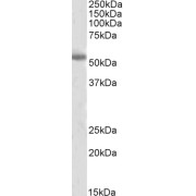 abx433423 (2 µg/ml) staining of Human Cerebral Cortex lysate (35 µg protein in RIPA buffer). Detected by chemiluminescence.