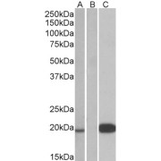 HEK293 lysate (10 µg protein in RIPA buffer) over expressing Human UCN3 with DYKDDDDK tag probed with abx433427 (1 µg/ml) in Lane A and probed with anti- DYKDDDDK Tag (1/3000) in lane C. Mock-transfected HEK293 probed with abx433427 (1mg/ml) in Lane B. Primary incubations were for 1 hour. Detected by chemiluminescence.
