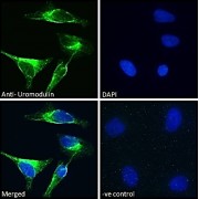 Immunofluorescence analysis of paraformaldehyde fixed HeLa cells, permeabilized with 0.15% Triton. Primary incubation 1hr (10 µg/ml) followed by AF488 secondary antibody (2 µg/ml), showing membrane and Golgi staining. The nuclear stain is DAPI (blue). Negative control: Unimmunized goat IgG (10 µg/ml) followed by AF488 secondary antibody (2 µg/ml).
