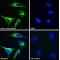 Uromodulin (UMOD) Antibody