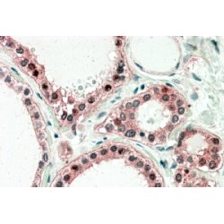 Ubiquitously Expressed Transcript Protein (UXT) Antibody