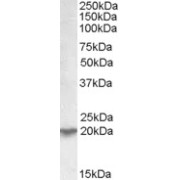 Western blot analysis of Human Kidney lysate (35 µg protein in RIPA buffer) using Ubiquitously Expressed Transcript Protein (UXT) Antibody (0.03 µg/ml, 1 hour).