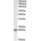 Ubiquitously Expressed Transcript Protein (UXT) Antibody
