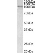 abx433439