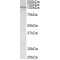 Vav 3 Oncogene (VAV3) Antibody