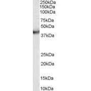 abx433451 (0.03 g/ml) staining of human duodenum lysate (35 µg protein in RIPA buffer). Primary incubation was 1 hour. Detected by chemiluminescence.