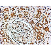 abx433452 (4 µg/ml staining of paraffin embedded Human Kidney. Steamed antigen retrieval with citrate buffer pH 6, HRP-staining. Similar results were obtained after antigen retrieval at pH9.