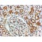 Vacuolar Protein Sorting-Associated Protein 41 (VPS41) Antibody