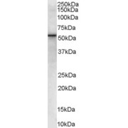 abx433453 (0.03 µg/ml) staining of Human Placenta lysate (35 µg protein in RIPA buffer). Primary incubation was 1 hour. Detected by chemiluminescence.