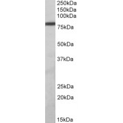 abx433458 (1 µg/ml) staining of Daudi lysate (35 µg protein in RIPA buffer). Detected by chemiluminescence.