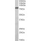 Zinc Finger And BTB Domain-Containing Protein 24 (ZBTB24) Antibody