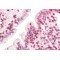 Zic Family Member 5 (ZIC5) Antibody