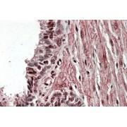 abx433460 (3.8 µg/ml staining of paraffin embedded Human Prostate. Steamed antigen retrieval with citrate buffer pH 6, AP-staining.
