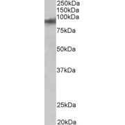 abx433461 (0.01 µg/ml) staining of Human Heart lysate (35 µg protein in RIPA buffer). Detected by chemiluminescence.