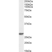 Biotinylated abx431076 (0.5 µg/ml) staining of HepG2 lysate (35 µg protein in RIPA buffer). Primary incubation was 1 hour. Detected by chemiluminescence, using streptavidin-HRP and using NAP blocker as a substitute for skimmed milk.